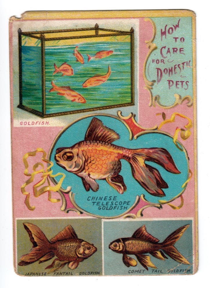 Goldfish Lion Coffee card front